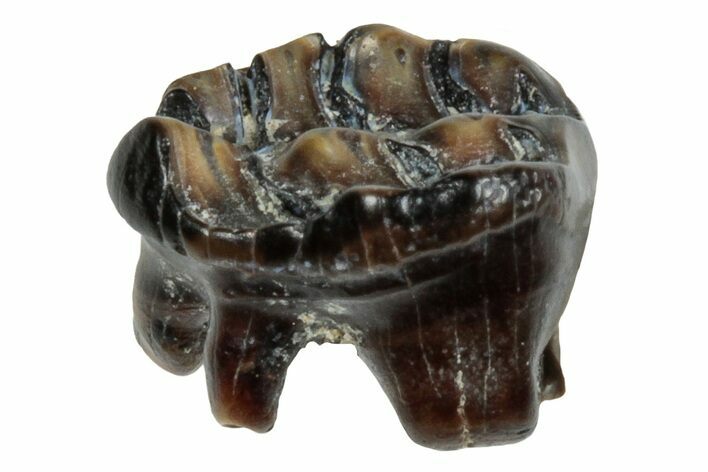 Cretaceous Fossil Multituberculate Mammal Tooth - Montana #284481